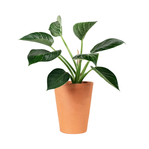 Ficus Lyrata Plant - Image 4