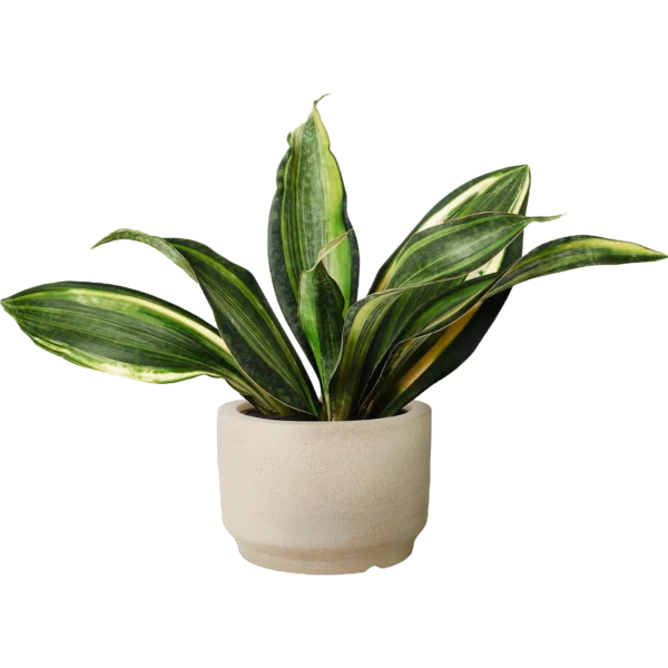 Ficus Lyrata Plant - Image 3